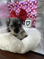 Sweetpea, a female Miniature Schnauzer for sale in Gilroy, CA – Photo 1 of 9