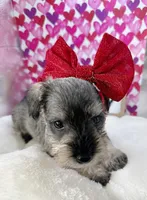Sweetpea, a female Miniature Schnauzer for sale in Gilroy, CA – Photo 2 of 9