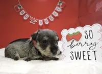 Sweetpea, a female Miniature Schnauzer for sale in Gilroy, CA – Photo 3 of 9