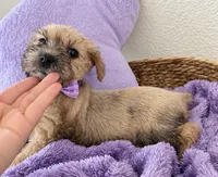Cute & Cuddly Chacha, a female Miniature Schnauzer for sale in Gilroy, CA – 2 of 4