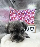 Girly, a female Miniature Schnauzer for sale in Gilroy, CA – Photo 3 of 9