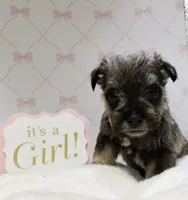 Girly, a female Miniature Schnauzer for sale in Gilroy, CA – Photo 6 of 9
