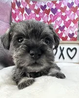 Girly, a female Miniature Schnauzer for sale in Gilroy, CA – Photo 2 of 9