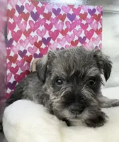 Girly, a female Miniature Schnauzer for sale in Gilroy, CA – Photo 1 of 9