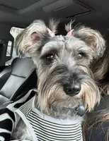 Girly, a female Miniature Schnauzer for sale in Gilroy, CA – Photo 9 of 9