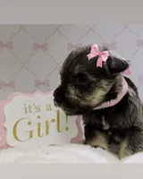 Girly, a female Miniature Schnauzer for sale in Gilroy, CA – Photo 4 of 9
