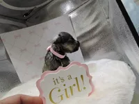 Girly, a female Miniature Schnauzer for sale in Gilroy, CA – Photo 7 of 9