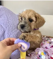 Cute & Cuddly Chacha, a female Miniature Schnauzer for sale in Gilroy, CA – 3 of 4