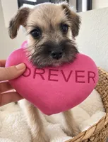 Sweet & Sasy Summer, a female Miniature Schnauzer for sale in Gilroy, CA – 4 of 5