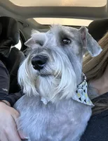 Blue, a male Miniature Schnauzer for sale in Gilroy, CA – Photo 8 of 9