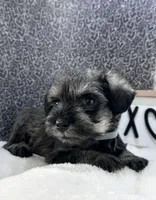 Blitz, a male Miniature Schnauzer for sale in Gilroy, CA – Photo 3 of 10