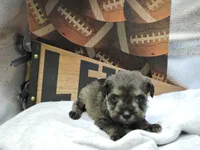 Blitz, a male Miniature Schnauzer for sale in Gilroy, CA – Photo 8 of 10