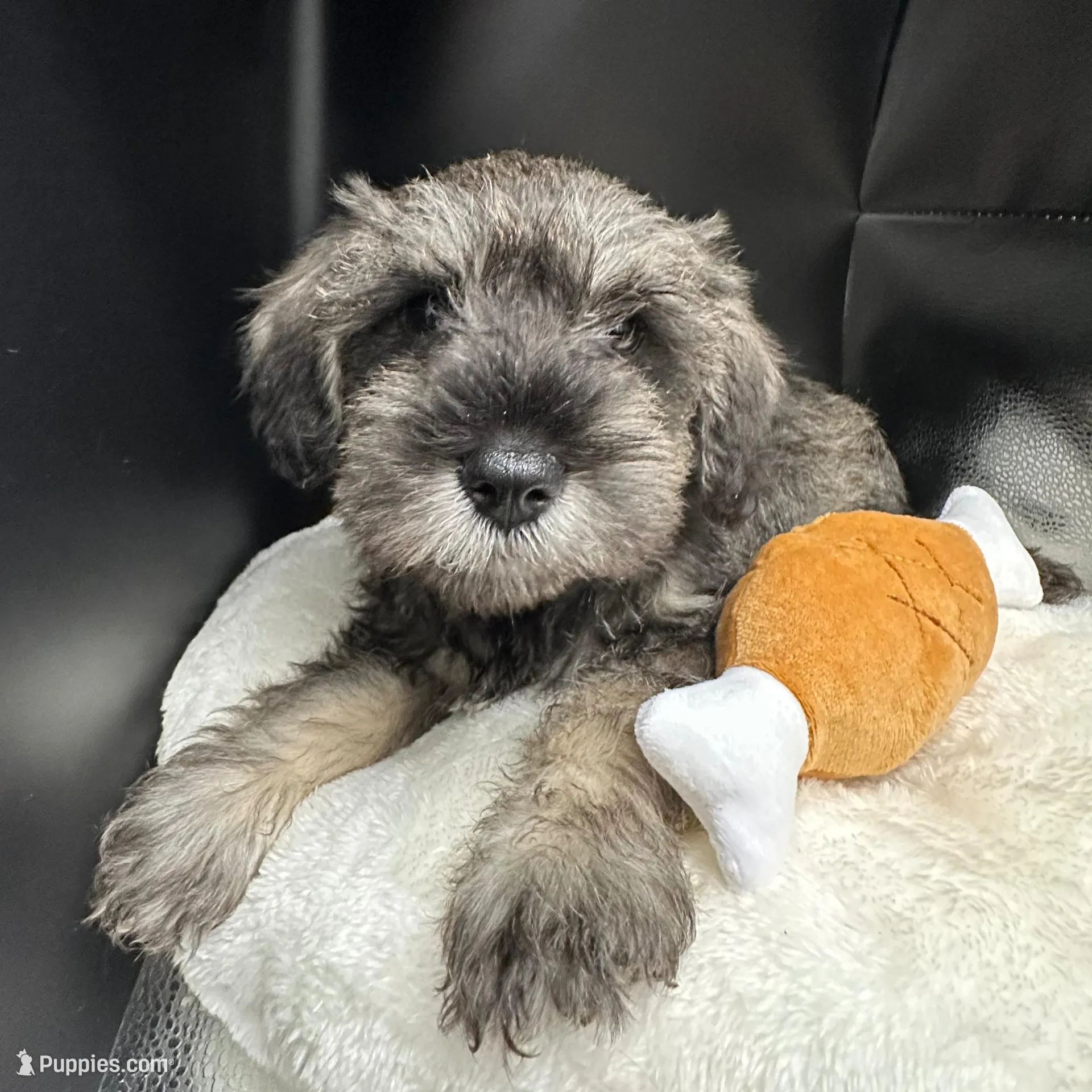 Vader , a male Miniature Schnauzer for sale in Gilroy, CA – Photo 2 of 10