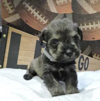 Blitz, a male Miniature Schnauzer for sale in Gilroy, CA – Photo 7 of 10