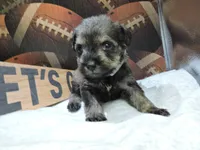 Blitz, a male Miniature Schnauzer for sale in Gilroy, CA – Photo 6 of 10