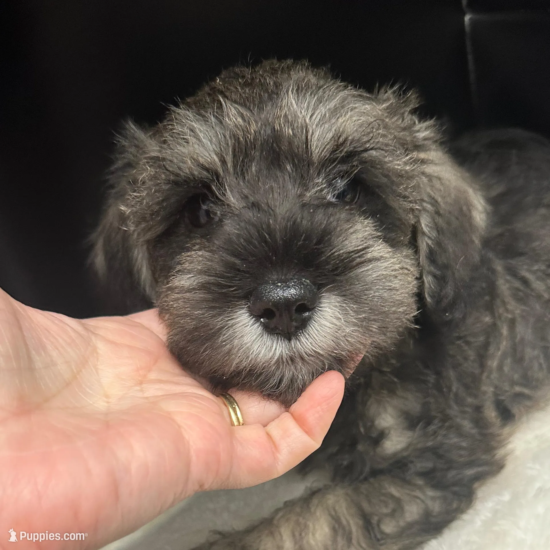 Vader , a male Miniature Schnauzer for sale in Gilroy, CA – Photo 3 of 10