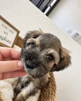 Cutie Pie Coco, a female Miniature Schnauzer for sale in Gilroy, CA – 4 of 4