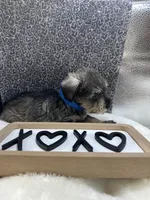 Blue, a male Miniature Schnauzer for sale in Gilroy, CA – Photo 7 of 9