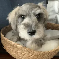 Rosco, a male Miniature Schnauzer for sale in Gilroy, CA – Photo 2 of 9