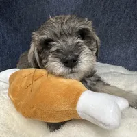 Rosco, a male Miniature Schnauzer for sale in Gilroy, CA – Photo 7 of 9