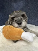 Rosco, a male Miniature Schnauzer for sale in Gilroy, CA – Photo 2 of 4