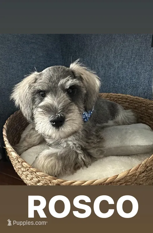 Rosco – Miniature Schnauzer puppy for sale in Gilroy, CA