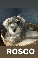Rosco, a male Miniature Schnauzer for sale in Gilroy, CA – Photo 1 of 9
