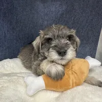 Rosco, a male Miniature Schnauzer for sale in Gilroy, CA – Photo 9 of 9