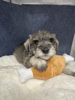 Rosco, a male Miniature Schnauzer for sale in Gilroy, CA – Photo 4 of 4