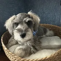 Rosco, a male Miniature Schnauzer for sale in Gilroy, CA – Photo 4 of 9
