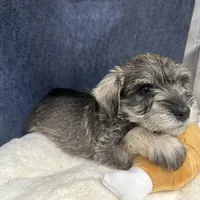 Rosco, a male Miniature Schnauzer for sale in Gilroy, CA – Photo 8 of 9