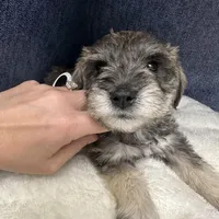 Rosco, a male Miniature Schnauzer for sale in Gilroy, CA – Photo 6 of 9