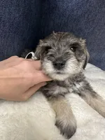 Rosco, a male Miniature Schnauzer for sale in Gilroy, CA – Photo 1 of 4