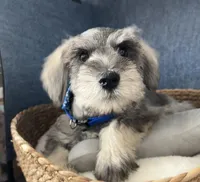 Rosco, a male Miniature Schnauzer for sale in Gilroy, CA – Photo 3 of 9
