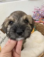 Cutie Pie Coco, a female Miniature Schnauzer for sale in Gilroy, CA – 2 of 4