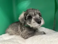 Scout, a male Miniature Schnauzer for sale in Gilroy, CA – Photo 2 of 6