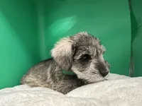 Scout, a male Miniature Schnauzer for sale in Gilroy, CA – Photo 6 of 6