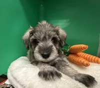 Scout, a male Miniature Schnauzer for sale in Gilroy, CA – Photo 5 of 6