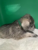 Scout, a male Miniature Schnauzer for sale in Gilroy, CA – Photo 1 of 6