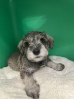 Scout, a male Miniature Schnauzer for sale in Gilroy, CA – Photo 4 of 6