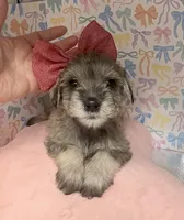 Dolly, a female Miniature Schnauzer for sale in Gilroy, CA – Photo 1 of 6