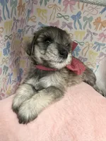 Dolly, a female Miniature Schnauzer for sale in Gilroy, CA – Photo 5 of 6