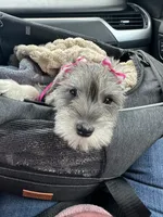 Dolly, a female Miniature Schnauzer for sale in Gilroy, CA – Photo 8 of 8