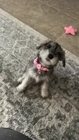 Dolly, a female Miniature Schnauzer for sale in Gilroy, CA – Photo 7 of 8