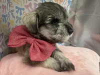 Dolly, a female Miniature Schnauzer for sale in Gilroy, CA – Photo 6 of 6