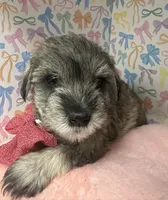 Dolly, a female Miniature Schnauzer for sale in Gilroy, CA – Photo 3 of 6