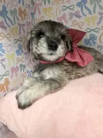Dolly, a female Miniature Schnauzer for sale in Gilroy, CA – Photo 4 of 6