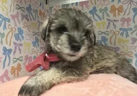 Dolly, a female Miniature Schnauzer for sale in Gilroy, CA – Photo 2 of 6