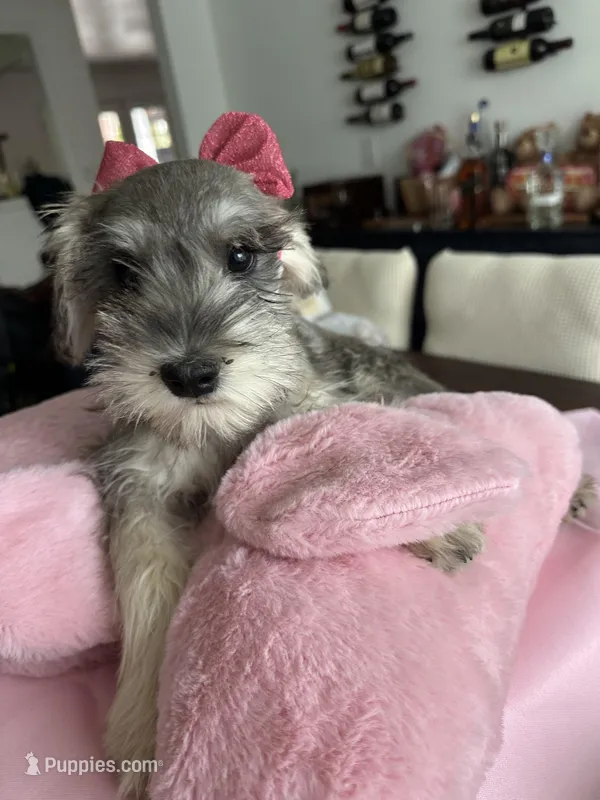 Dolly – Miniature Schnauzer puppy for sale in Gilroy, CA