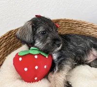 Beautiful Baby Berry, a female Miniature Schnauzer for sale in Gilroy, CA – 4 of 4